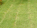 Sir Walter Turf Rolls 