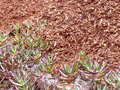 Pinebark Fine
