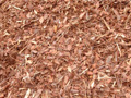 Pinebark