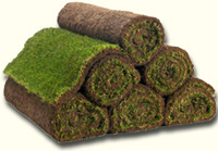 Turf