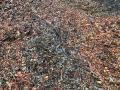 Leaf Mulch