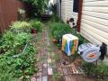 Restoration of overgrown Carrington garden and brick pathway. reusing old bricks, adding new Camellias, dwarf box shrubs and box shrubs