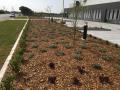 Commercial Office & Building Mayfield West. Sir Walter Lawns / Coastal White Pebbles / Woodchip Gardens / 1000 Trees & Shrubs Of Suitable Varieties Planted / Automated Irrigation